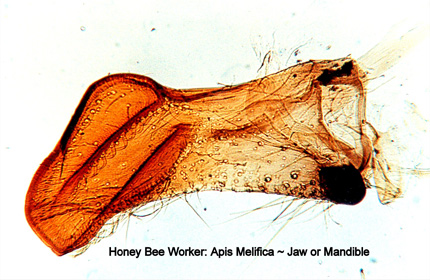 Honeybee Mandible
