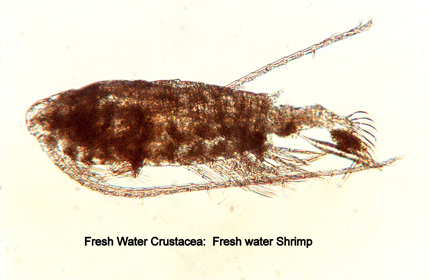 Freshwater Shrimp