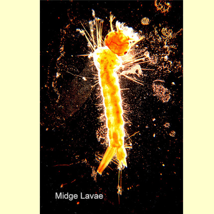Midge Larva