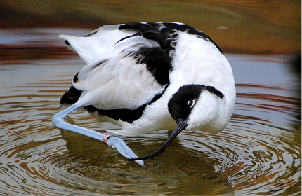 Avocet - Got an itch