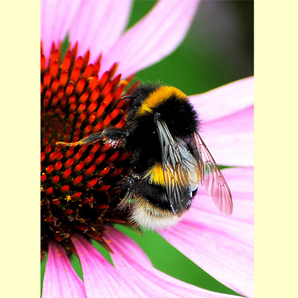 Bumblebee