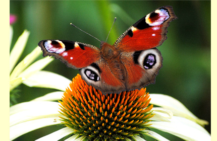 Peacock butterfly