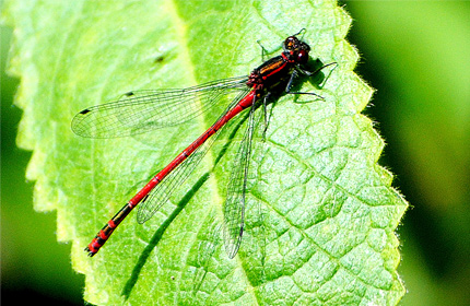 Red Damselfly