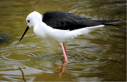 Black-winged Stilt