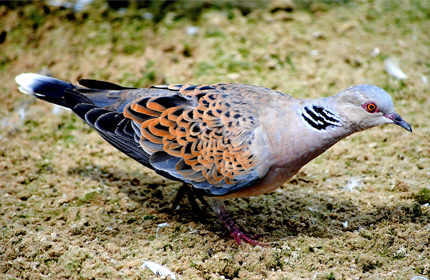 Turtle Dove