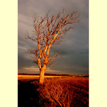 Stiffkey Tree
