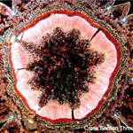 Alan’s Photo Microscopy