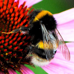Ruth’s Wildlife