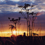 Landscapes